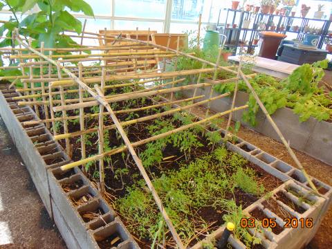 A estrutura já construída e os tomateiros a crescerem.